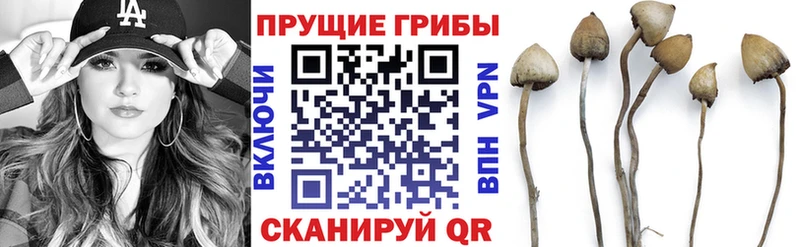 Псилоцибиновые грибы прущие грибы  маркетплейс клад  Суровикино  ОМГ ОМГ как войти 
